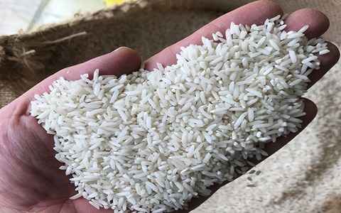 خرید و قیمت برنج سرلاشه صدری + فروش عمده